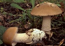 2008-11-05 Amanita lividopallescens (Secr. Ex Gillet) Boud 27978 crop.jpg