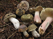 Russula olivacea