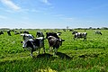 Fries landschap ten oosten van Mantgum met koeien en Mantgumer molen