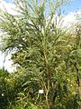Acacia cultriformis3.jpg