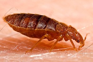 Adult bed bug, Cimex lectularius