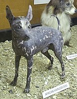 Африканская голая собака