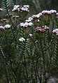 Ageratina vacciniifolia