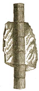 Calamites radiatus.