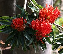 Alloxylon flammeum flwr rbgsyd email.jpg