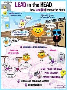 An infographic explaining lead poisoning An infographic explaining lead poisoning.jpg
