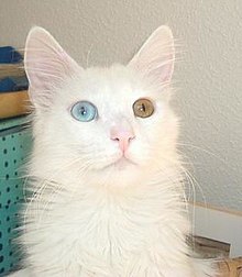 A Turkish Angora cat with complete heterochromia. Angoraturco.jpg