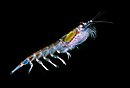 Crustacean - Wikidata