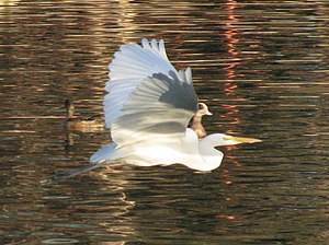 Great Egret (Ardea alba) Image location: Pond ...