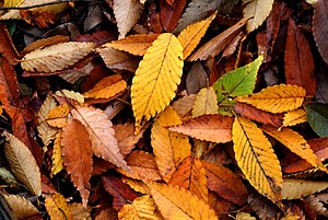 English: Autumn fallen leaves of Zelkova serra...