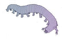 Reconstruction of the lobopod Aysheaia