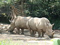 Badak sumbu di Zoo Negara, Malaysia.