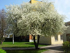 Kwitnące drzewo na Szwederowie