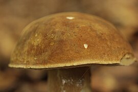 Chapeau de couleur brunâtre terne plus au moins uniforme, sec.