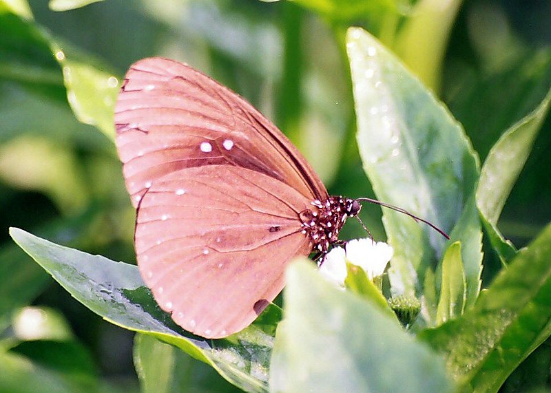 File:Brown butterfly.jpg