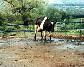 This cow with BSE displays abnormal posturing and weight loss. Bse-cattle-250.jpg