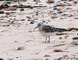 Adult sandlöpare i eklipsdräkt innan häckningsdräkt. Fotograferad på Helgoland den 5 maj.