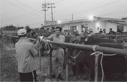 Cattle market in Hongseong County (2008)