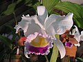 Cattleya trianae