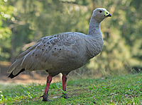 Cape Barren goose