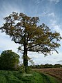 Chêne dans le bocage puiset-doréen.