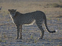 Gepard Botswanas