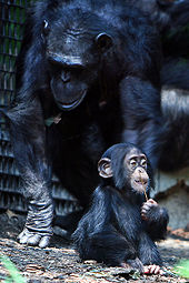 Chimpanzee mother and baby Chimpanzee mom and baby.jpg