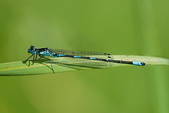 ♂ Coenagrion pulchellum