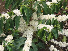 Flowering branches of Coffea arabica