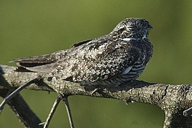 Bacurau-norte-americano