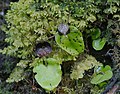 Corybas iridescens displaying clear iridescence and oval-shaped dorsal sepal .