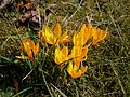 Crocus flavus subsp. flavus