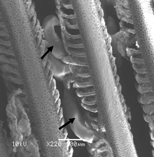 Monogenean parasites of the genus Pseudorhabdosynochus (arrows) on the gill filament of a grouper. Cruz-Lacierda et al Pseudorhabdosynochus AACLBioflux 2012.png