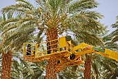 Mechanical harvesting of dates in Israel