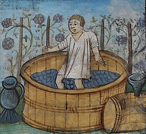 A medieval illustration of a peasant stomping grapes in a wooden tank