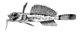 Dolloidraco longedorsalis Roule, 1913