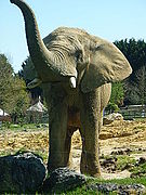 Éléphant d’Afrique