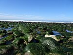 Rocks and tide pools, Emma Wood State Beach