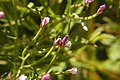 Epilobium coloratum.jpg