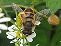 Muha kalnica (Eristalis tenax)