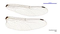 Male wings