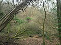 Flora im Bereich der Sumpfquelle des Heilsbaches im Derletal