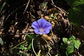 Unknown morning-glory Sussex County, Delaware in 2020