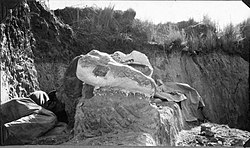 Crânio de Scelidotherium in situ em jaqueta de gesso, Argentina, 1926. Coletado na segunda Expedição Paleontológica de Campo Marshall