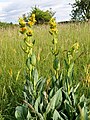 Gelber Enzian (Gentiana lutea ) im Habitat