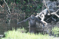 March 13: A gorilla using a branch of a tree as a walking stick.