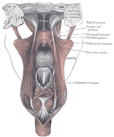 Dissection of the muscles of the palate from behind.