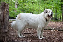 Great Pyrenees Mountain Dog.jpg