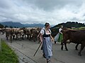 Image 2Seasonal migration to pasture (from Culture of Austria)