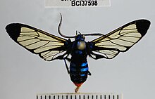 Gymnelia salvini